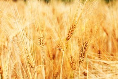 классификации пшеницы