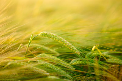 Сельскохозяйственное деление пшеницы