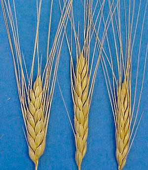 Полбы, или полбяные пшеницы
