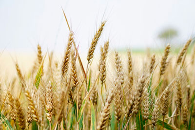 Устойчивость пшеницы
