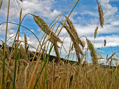 Пшеница в зависимости количества атмосферных осадков