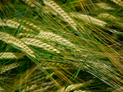Влияние на пшеницу атмосферных явлений