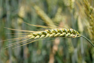 Назначение зерен пшеницы твердой и мягкой